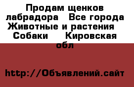 Продам щенков лабрадора - Все города Животные и растения » Собаки   . Кировская обл.